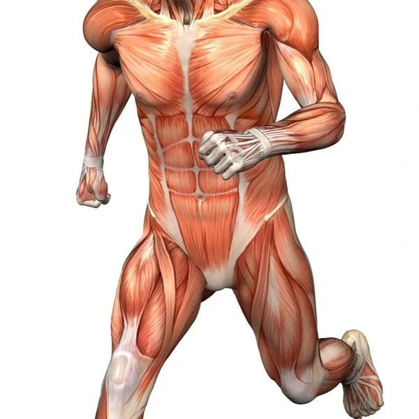 Мышцы картинка. Мускулатура анатомия. Мужские мышцы анатомия. Строение мышц мужчины. Мышцы на мужском теле.